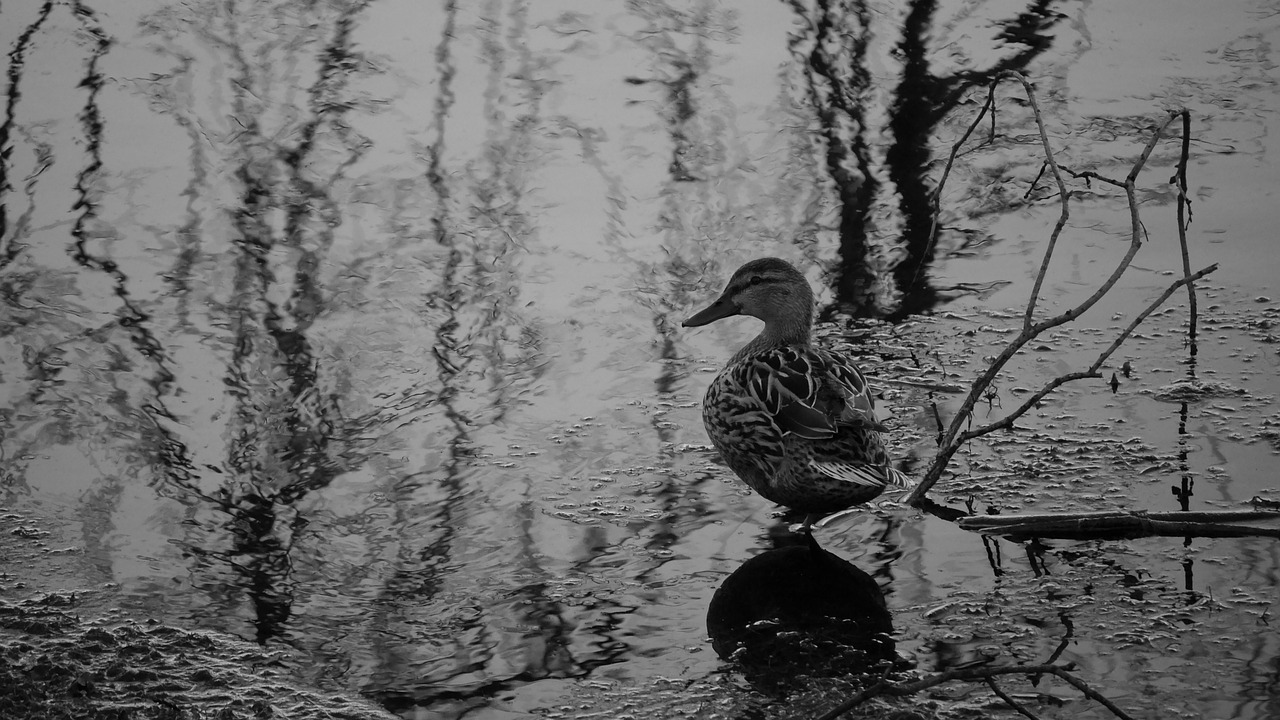 duck black and white water free photo