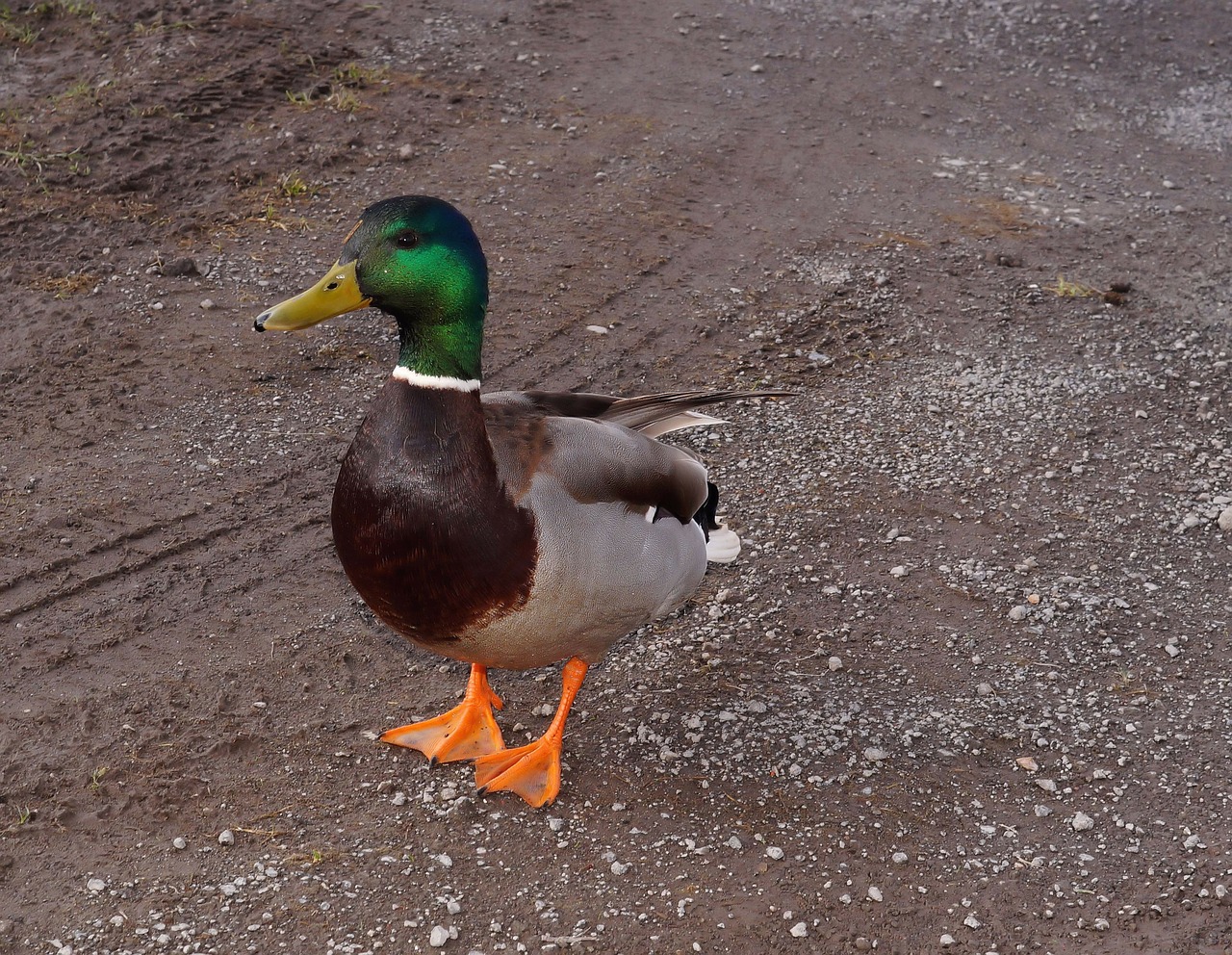 duck drake duck bird free photo