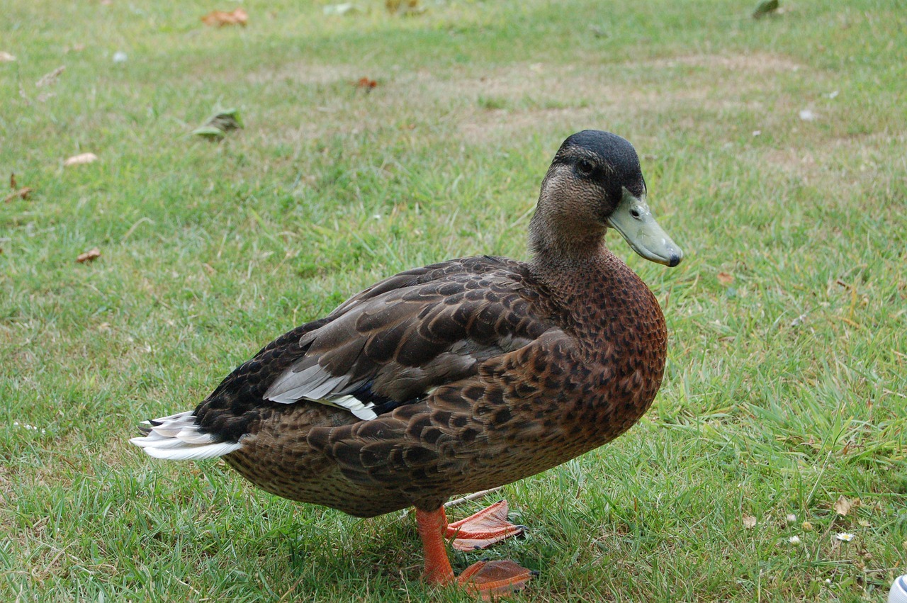 duck mallard quackers free photo