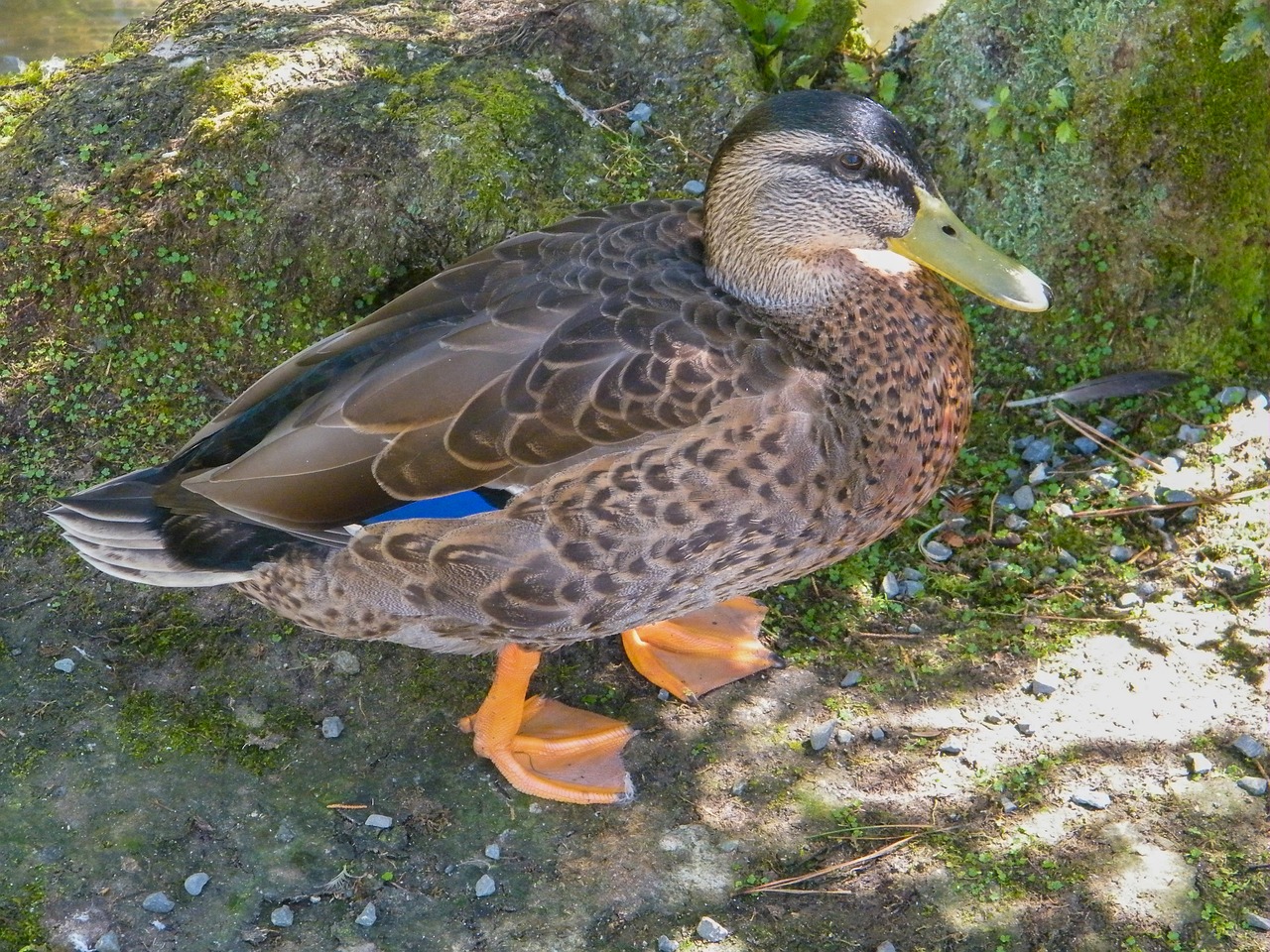 duck bird mallard free photo