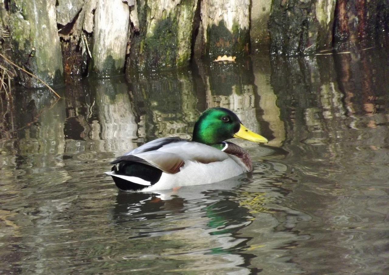 duck drake colorful feathers free photo