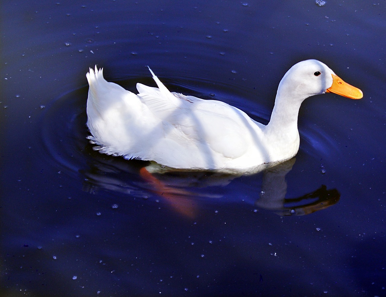 duck white water free photo