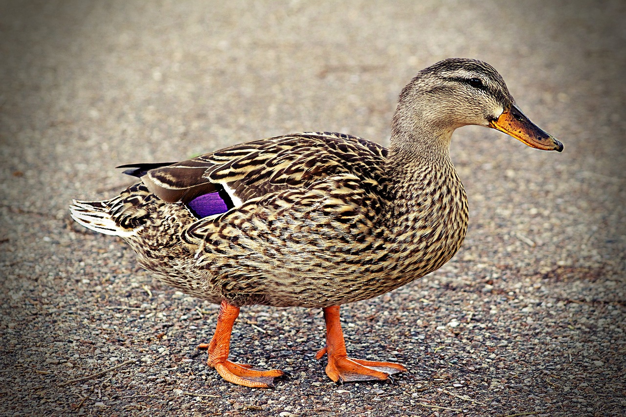 duck walking quack free photo