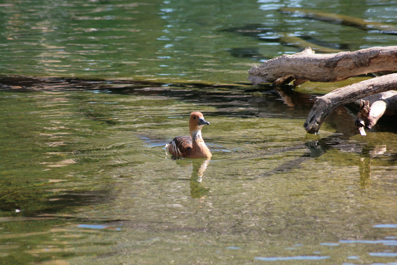 duck ave bird free photo
