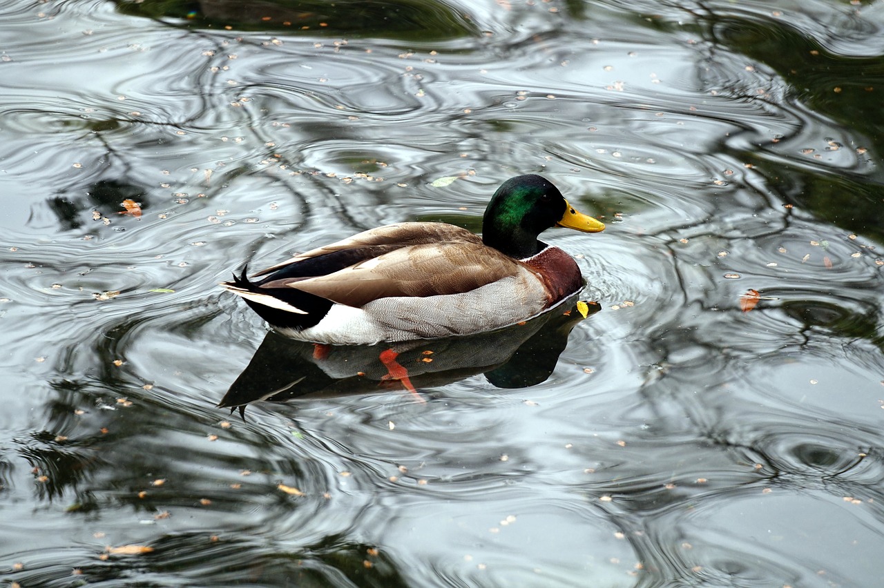 duck animal nature free photo