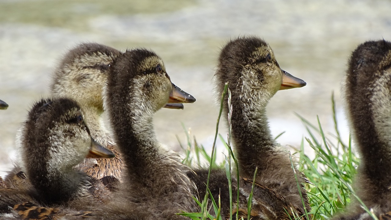 duck group lake free photo