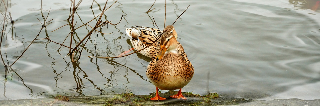 duck water lake free photo