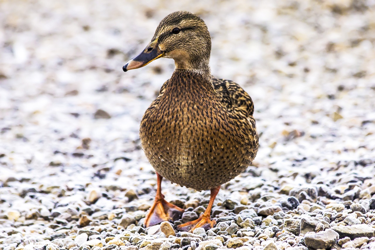 duck autumn environment free photo