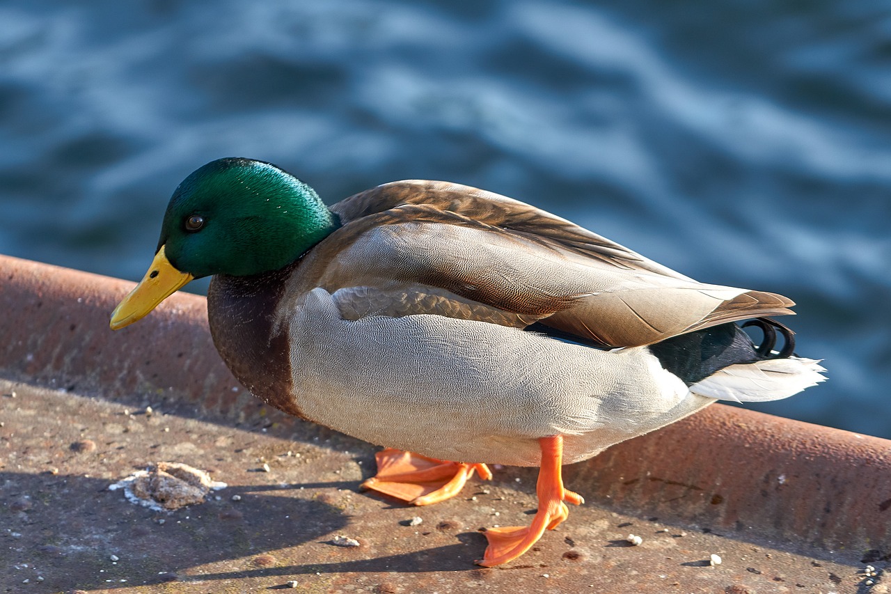 duck mallard bird free photo