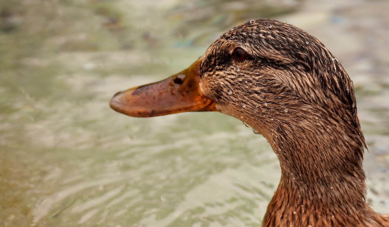 duck mallard water bird free photo