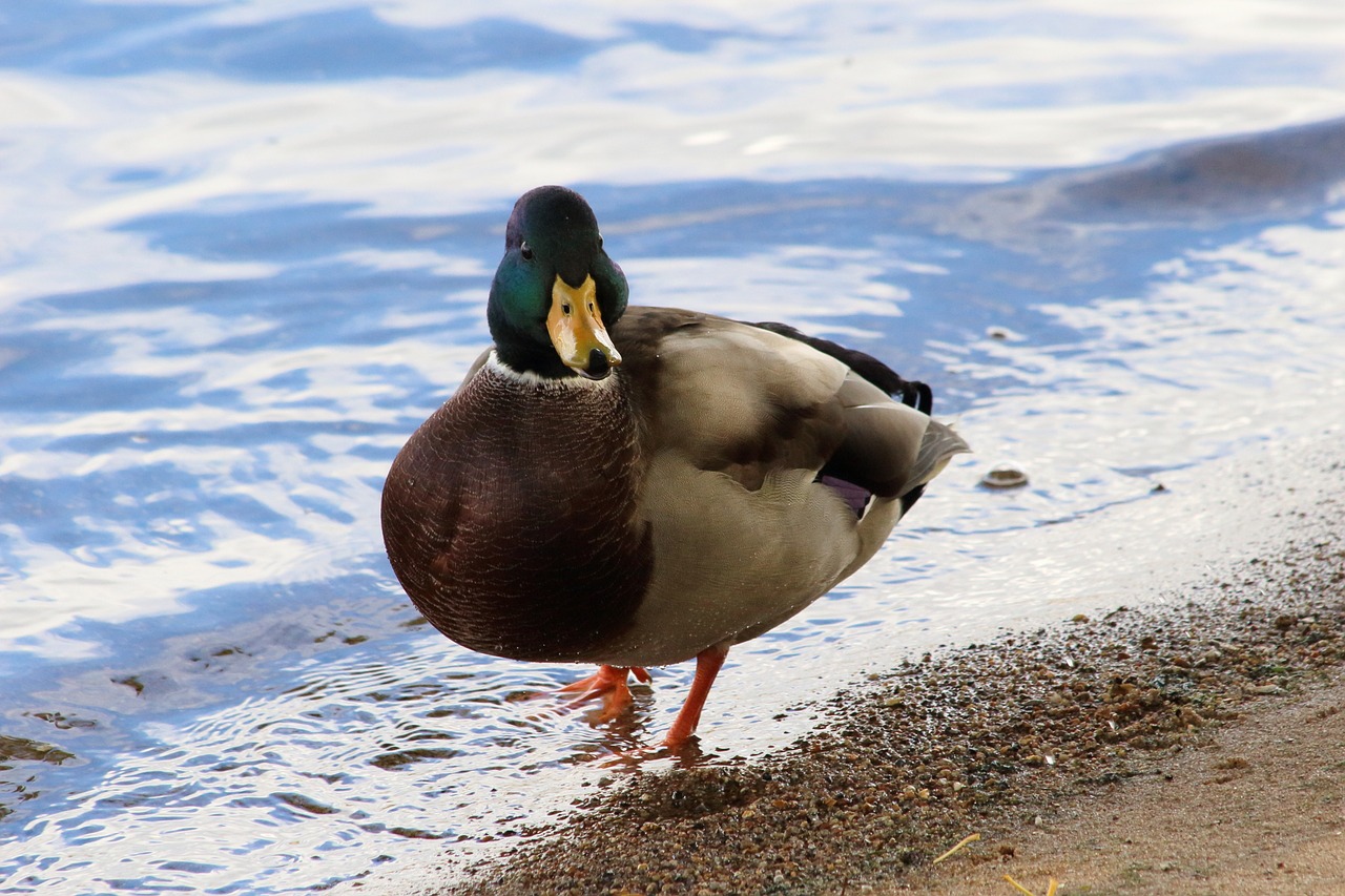 duck bird water free photo