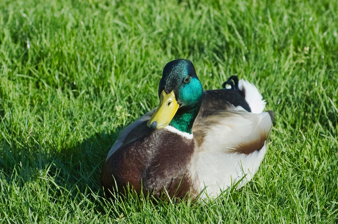 duck mallard drake free photo