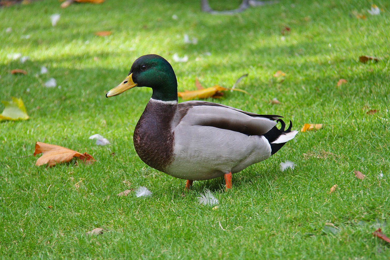 duck phoenix park park free photo