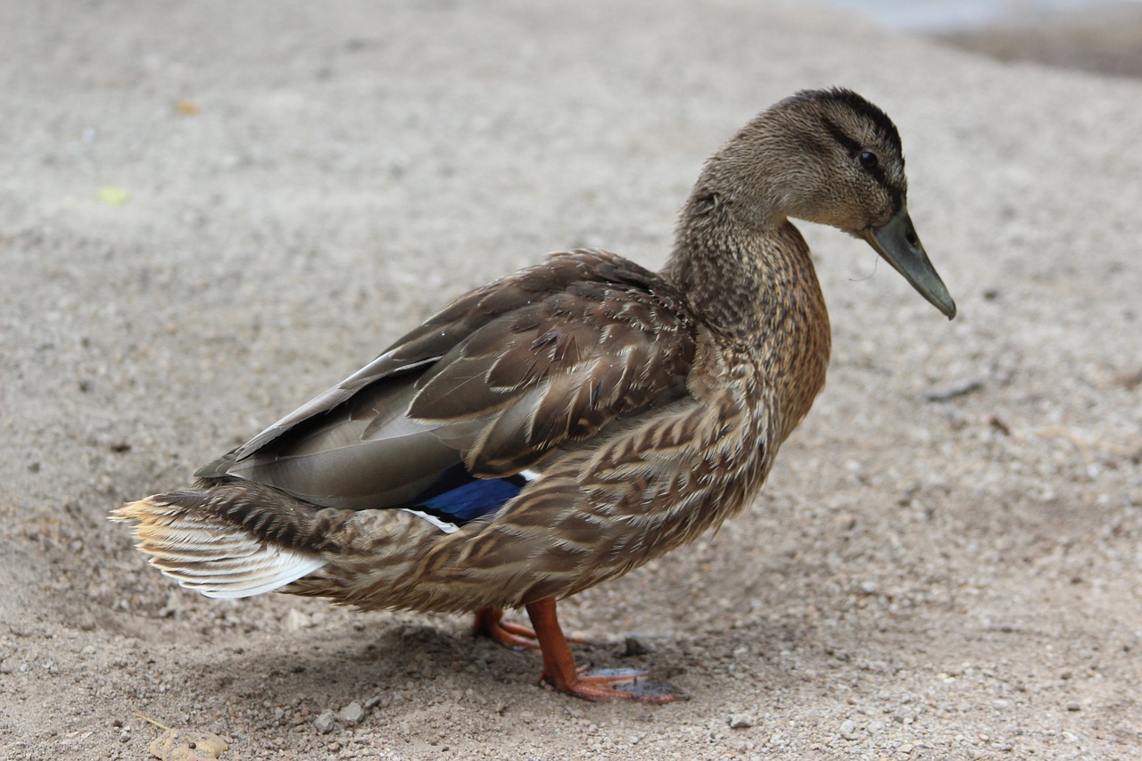 duck bird fauna free photo