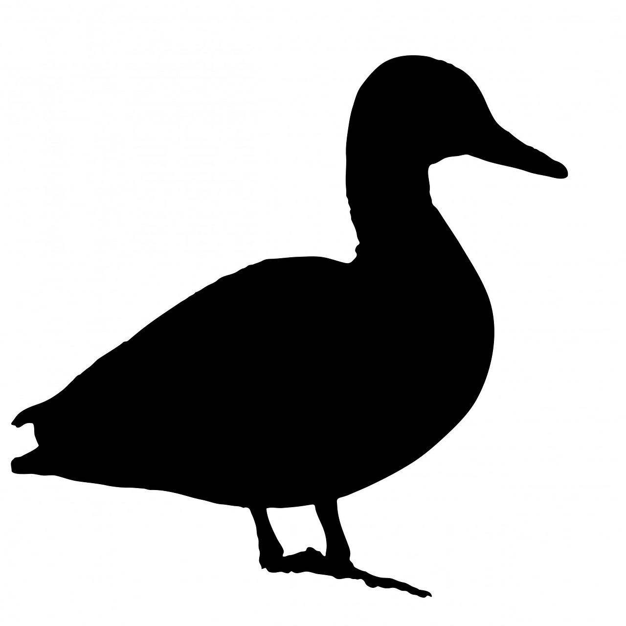 duck bird animal free photo