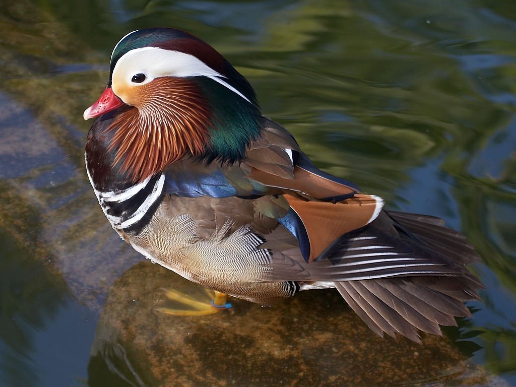 duck water bird colorful free photo