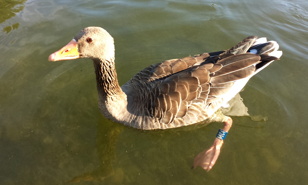 duck water bird animal free photo