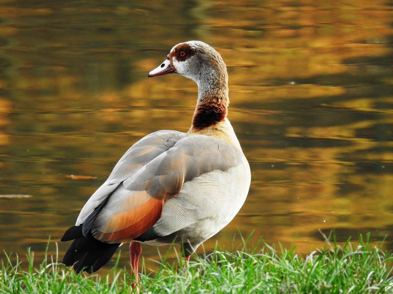 duck bird puddle free photo