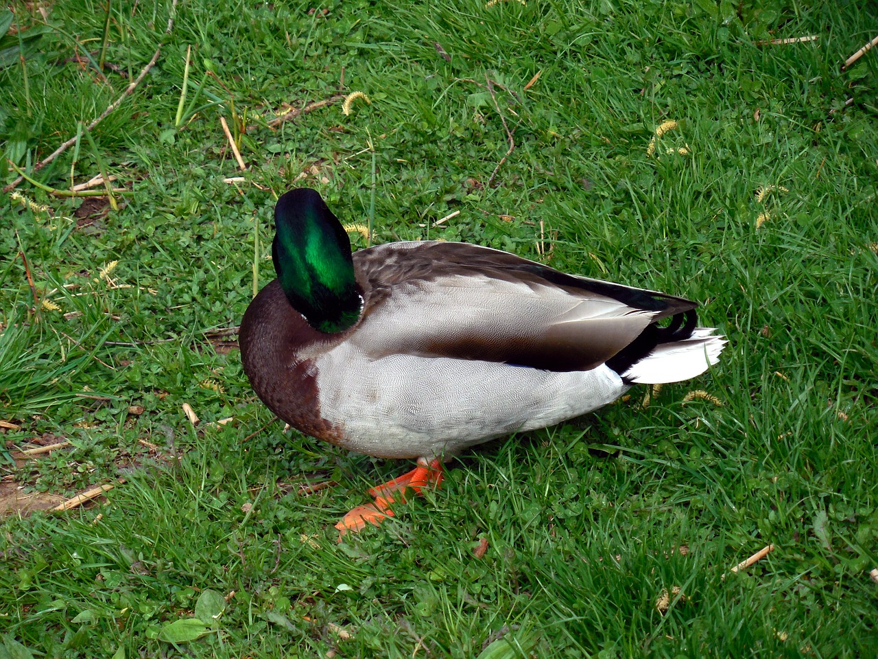 duck bird nature free photo