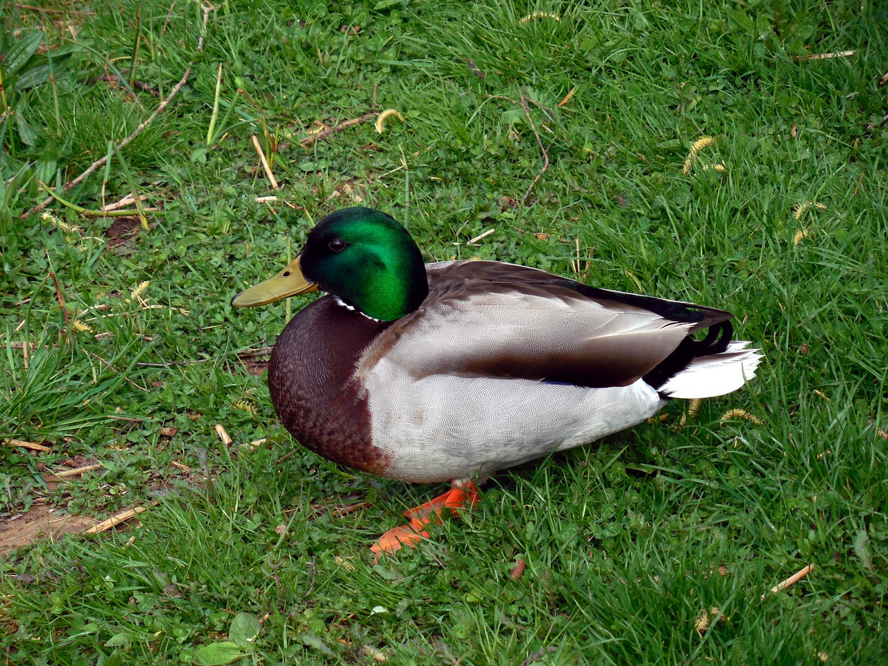 duck bird nature free photo