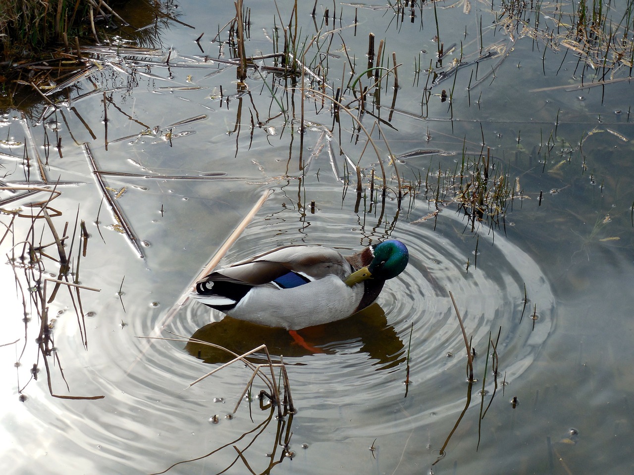 duck bird nature free photo