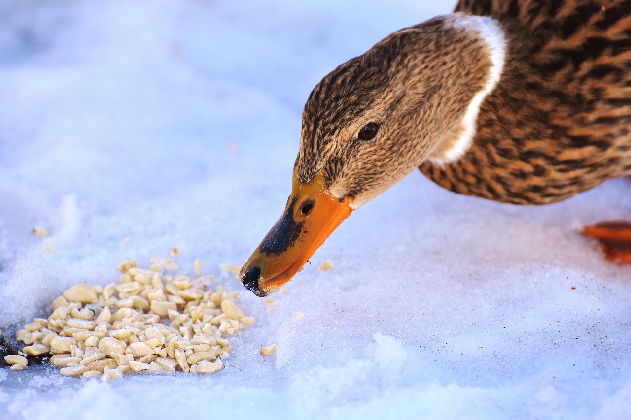 duck mallard eat free photo