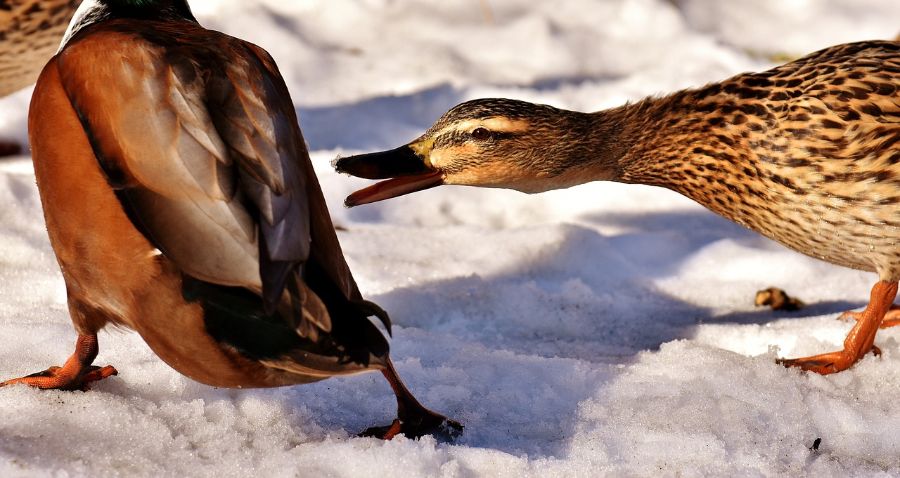 duck mallard snow free photo