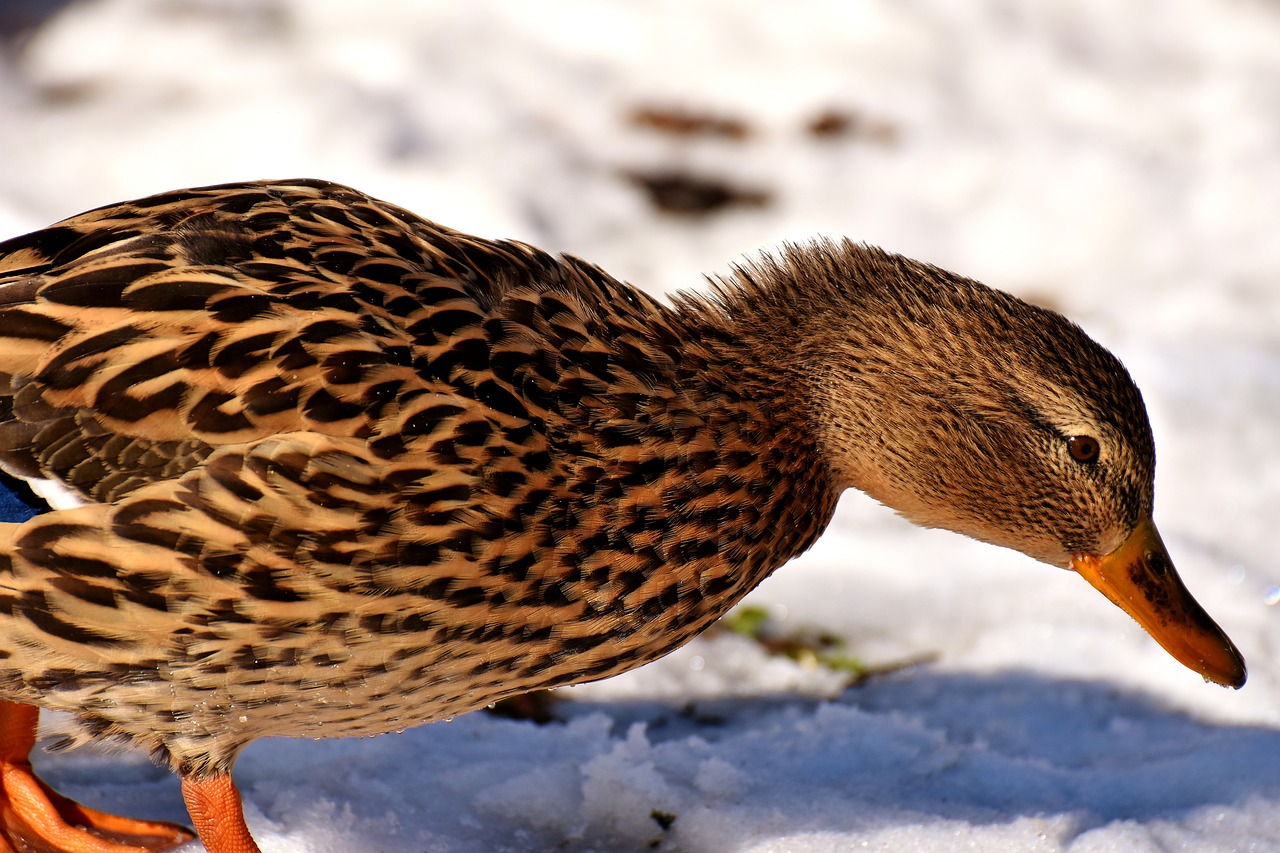 duck mallard snow free photo