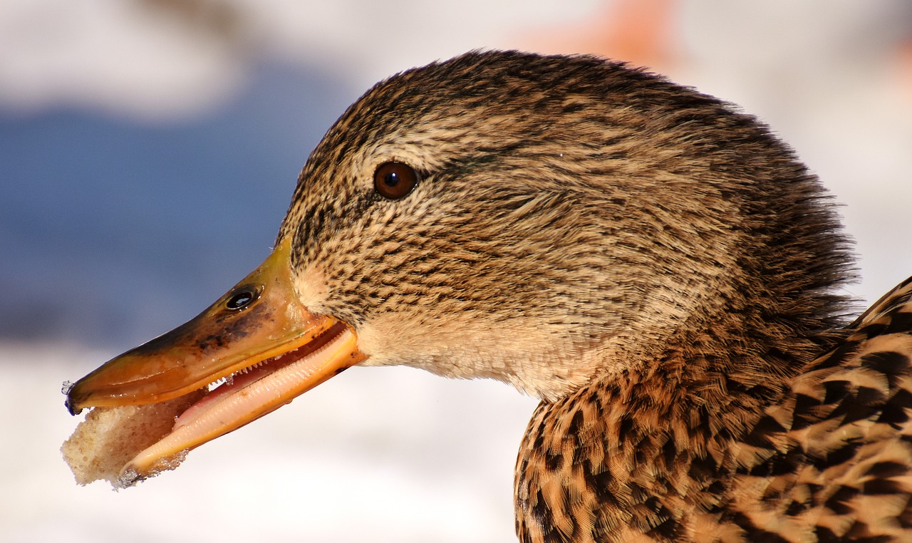 duck mallard eat free photo