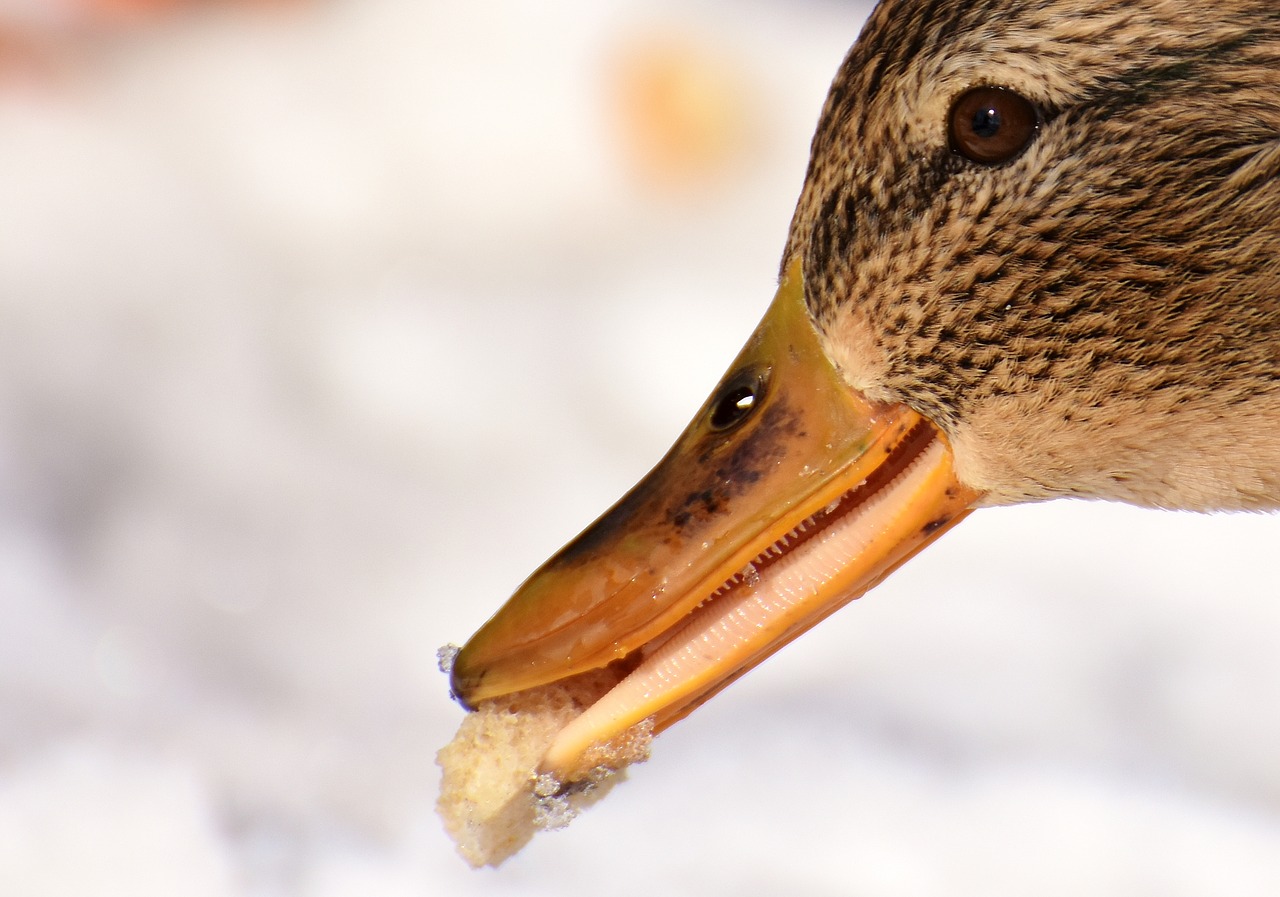 duck mallard eat free photo