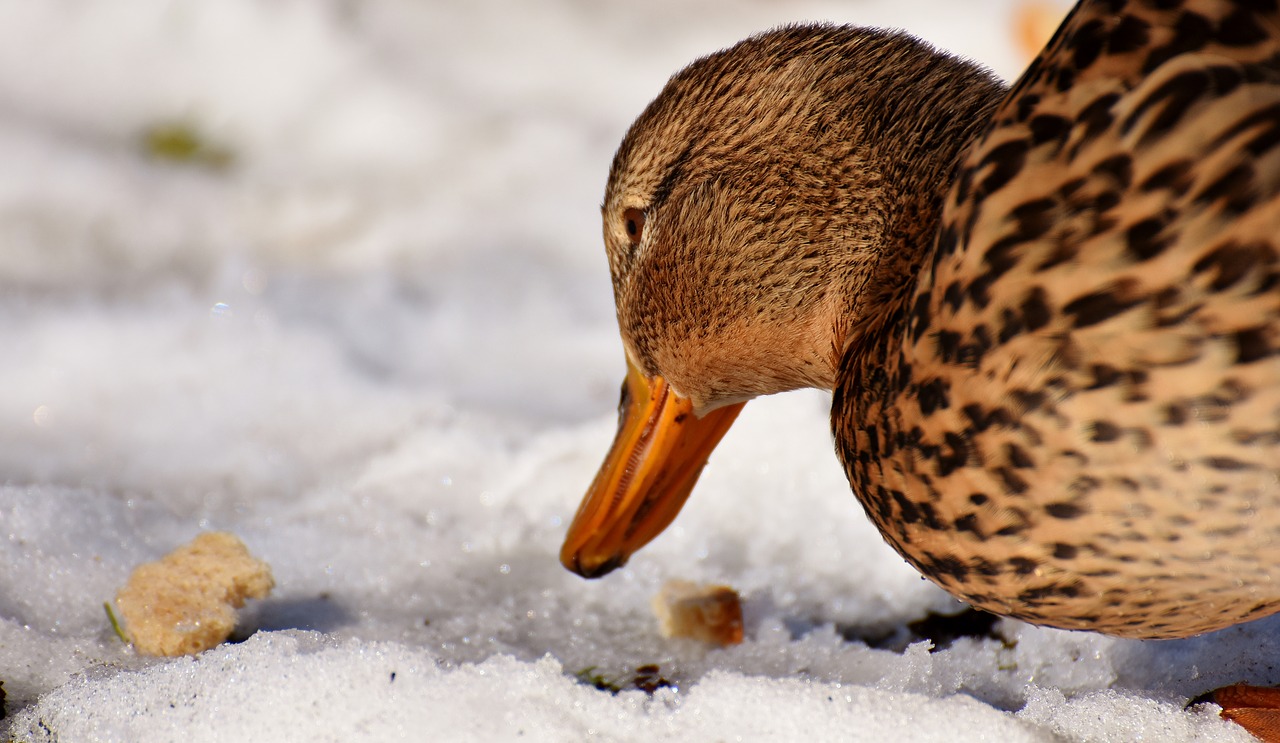 duck mallard eat free photo