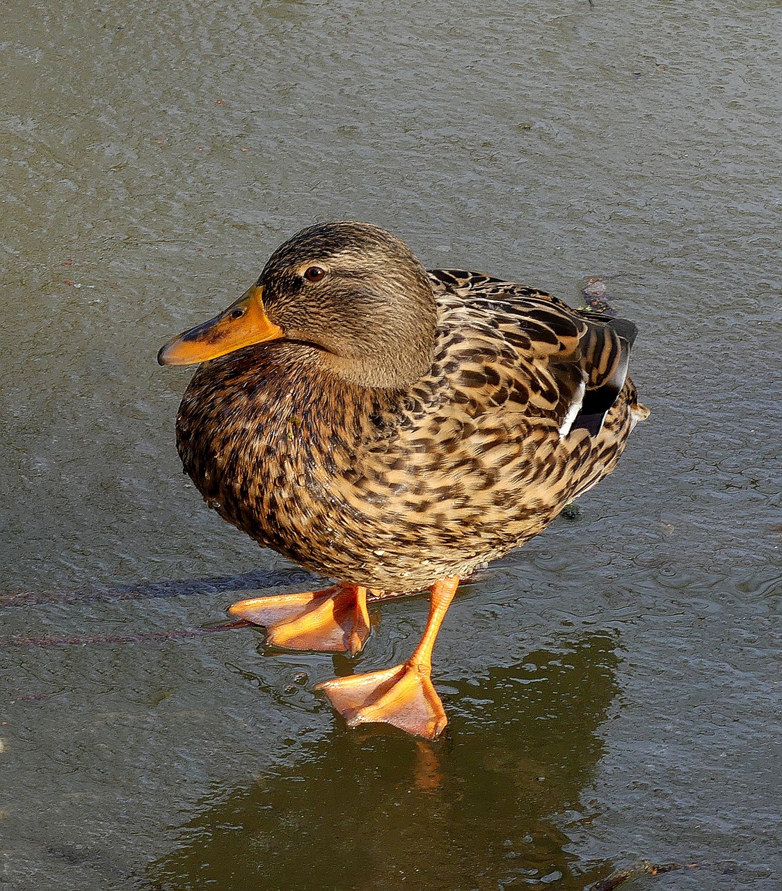 duck female ice free photo