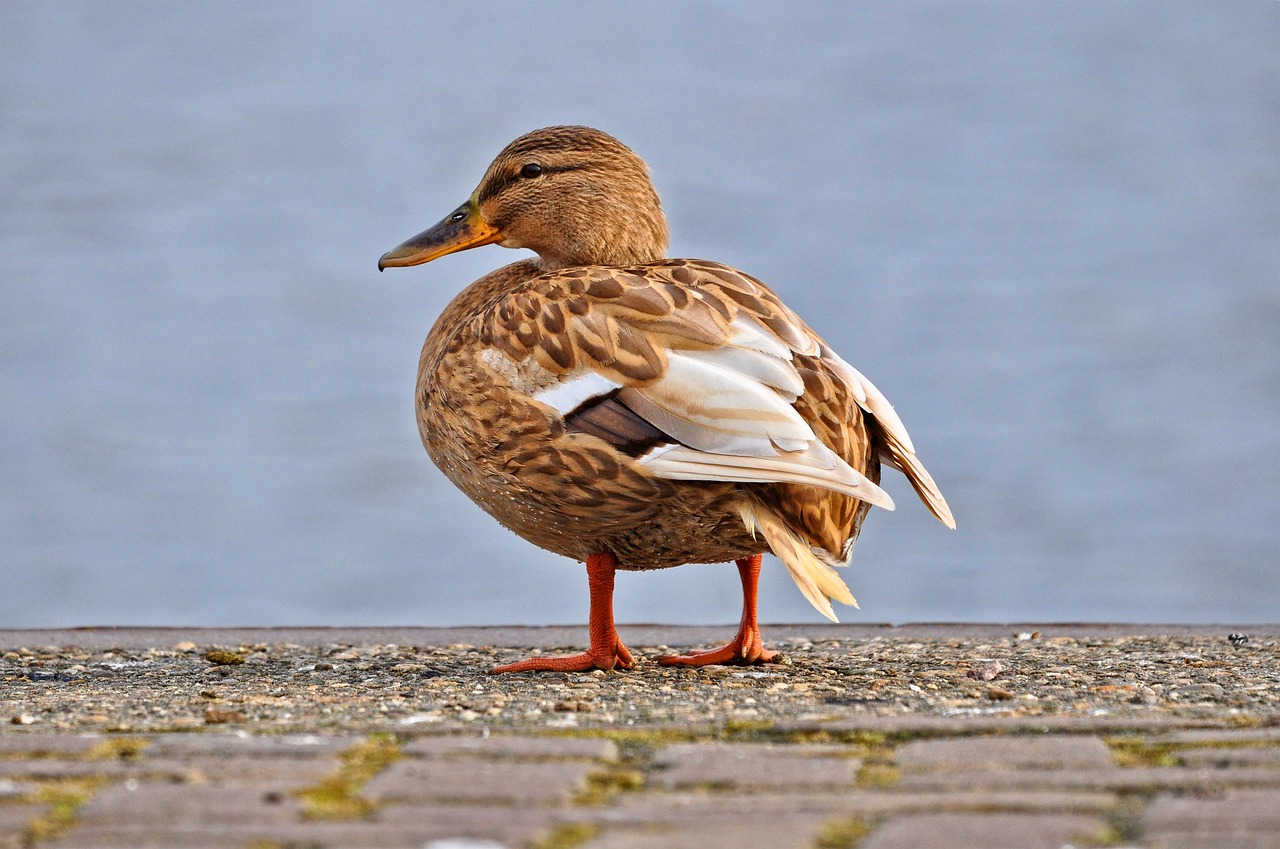 duck mallard female free photo