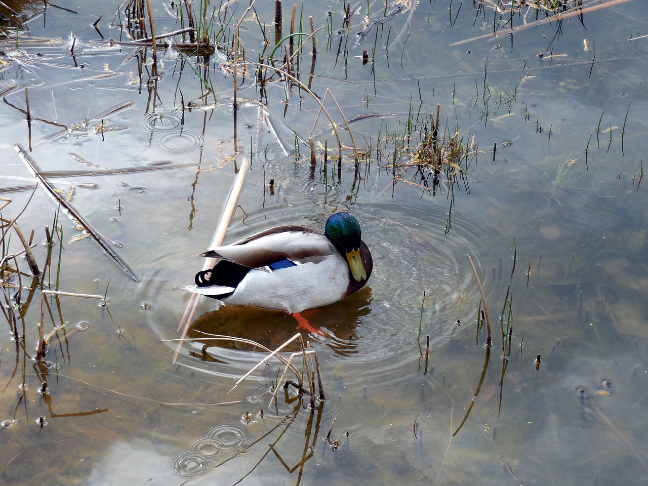 duck water bird water free photo