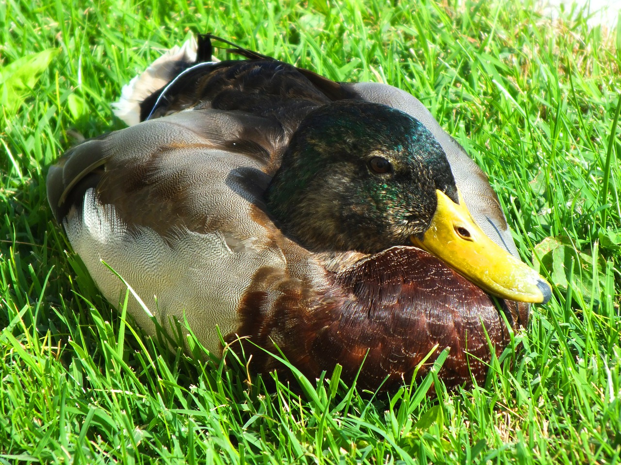 duck water bird bird free photo