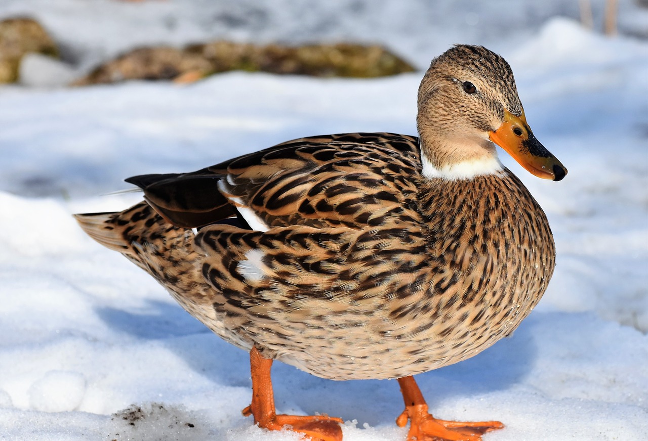 duck water bird mallard free photo