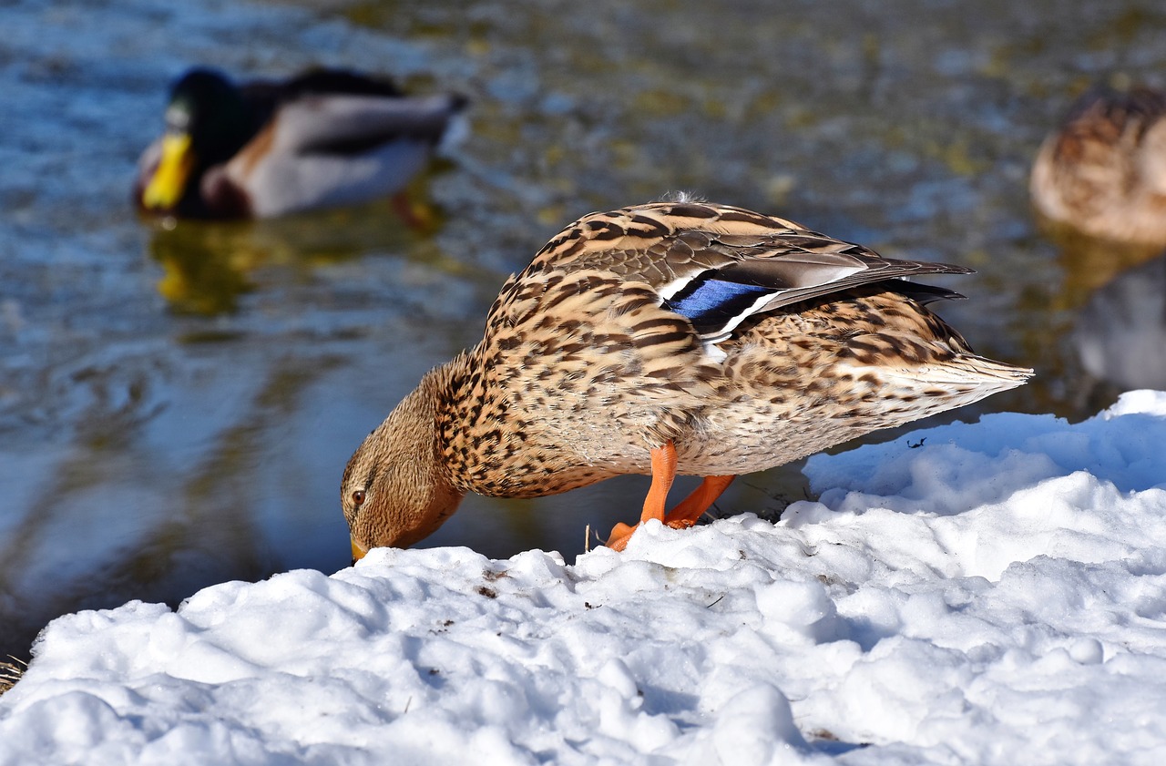 duck drake water bird free photo