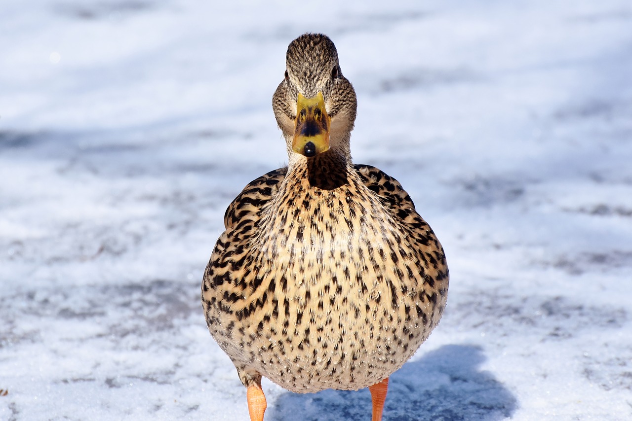 duck water bird mallard free photo