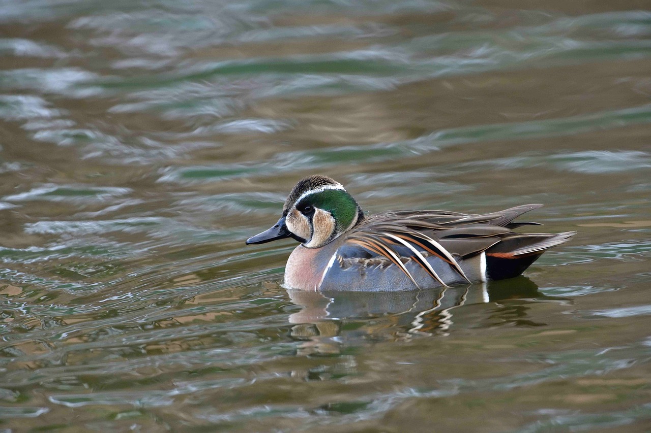 duck bird natural free photo