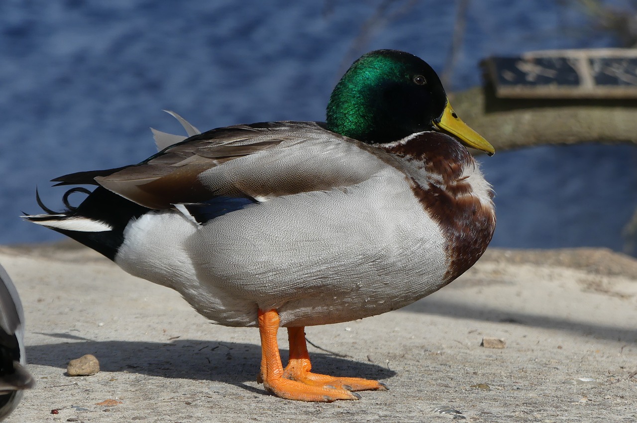 duck bird body of water free photo