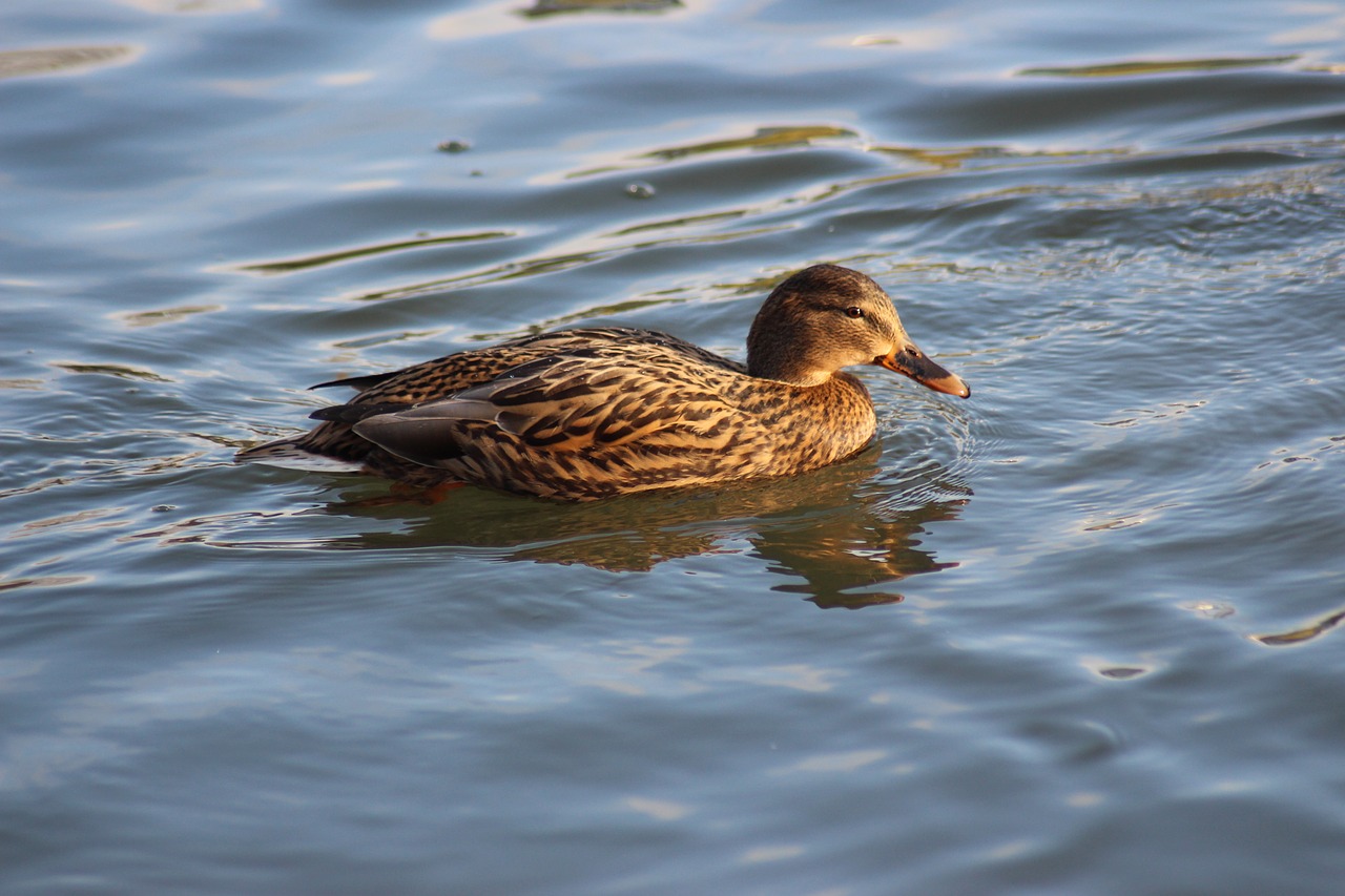 duck bird water free photo