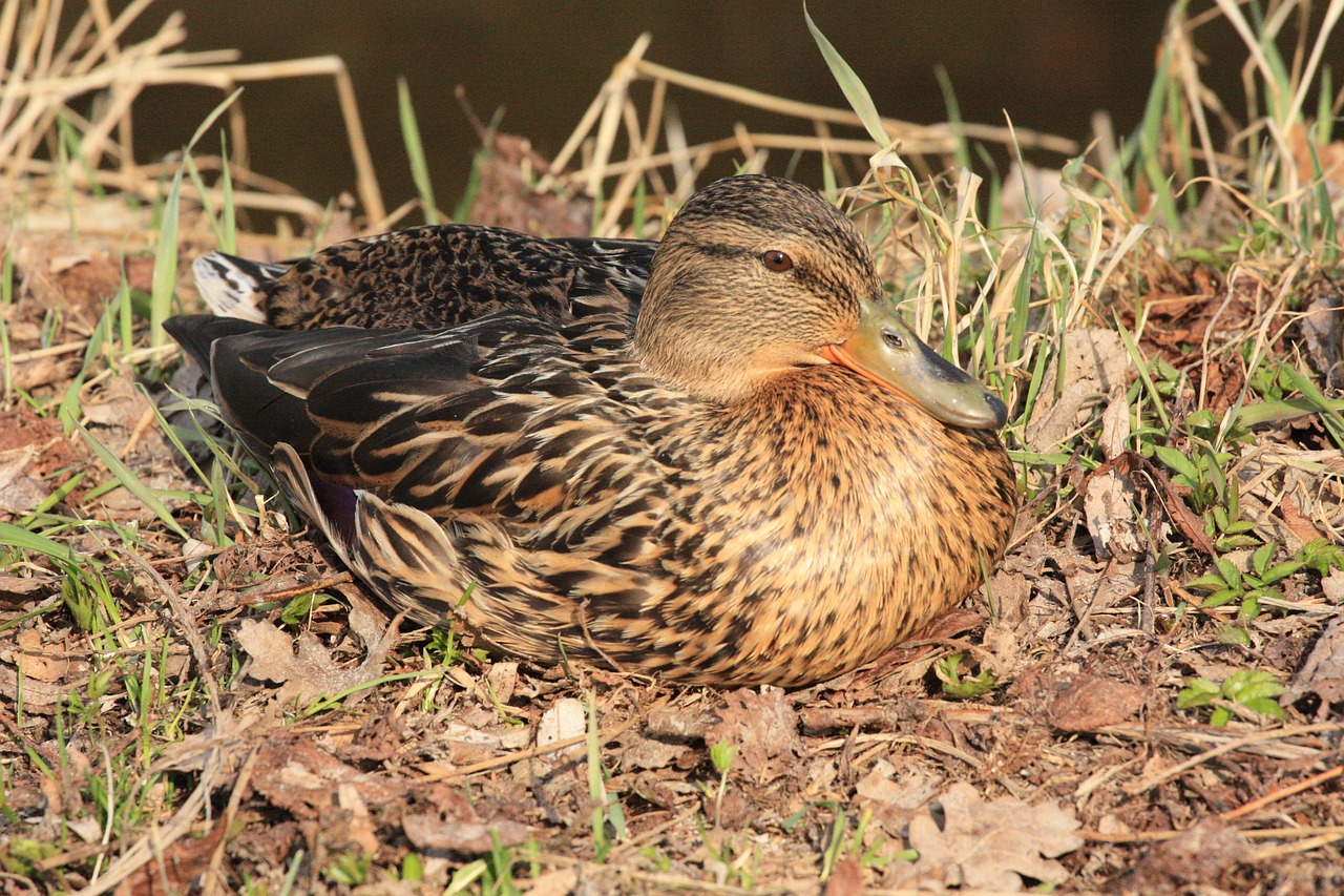 duck bird nature free photo