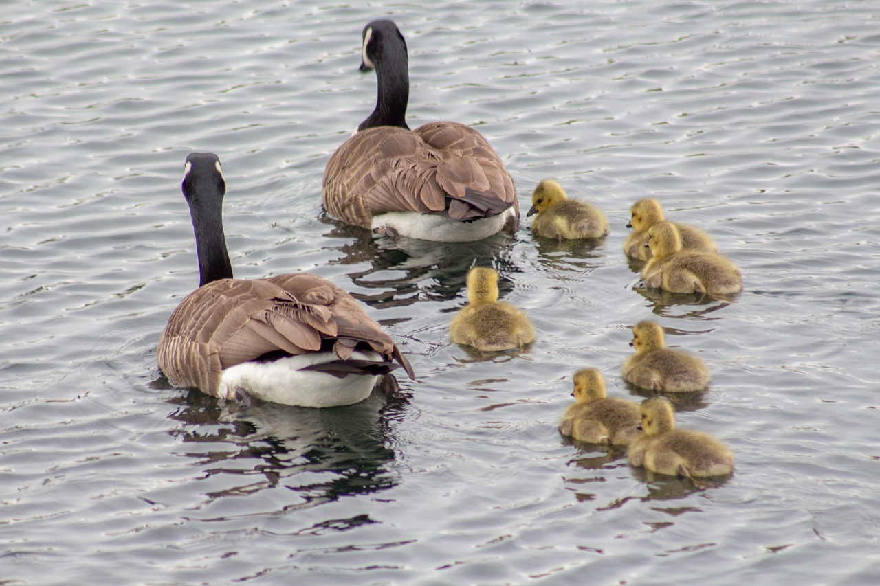 duck bird waterfowl free photo