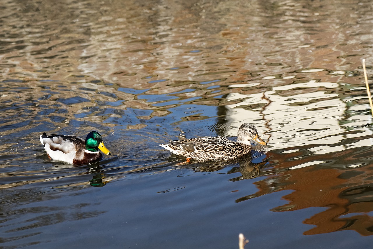 duck puddle lake free photo