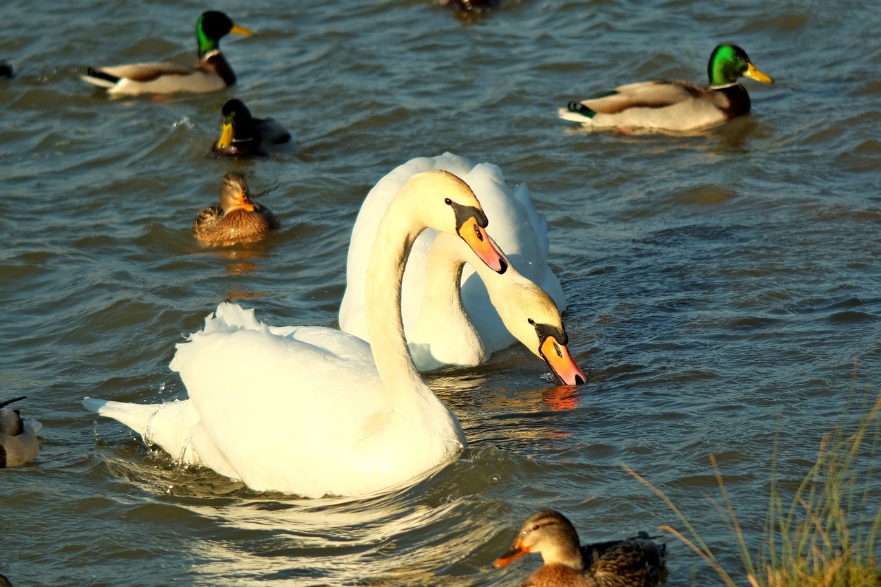 duck monolithic part of the waters birds free photo