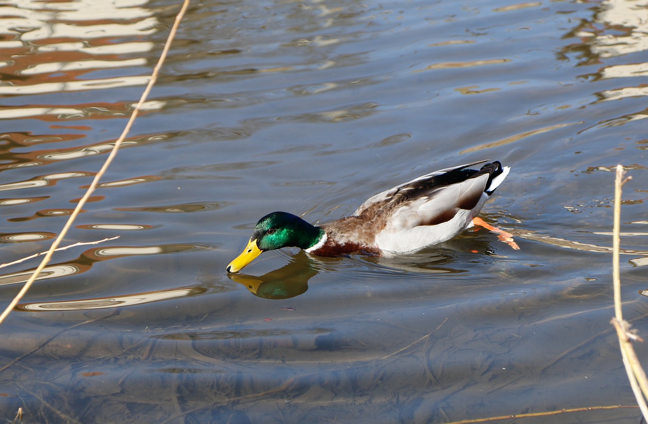 duck bird puddle free photo