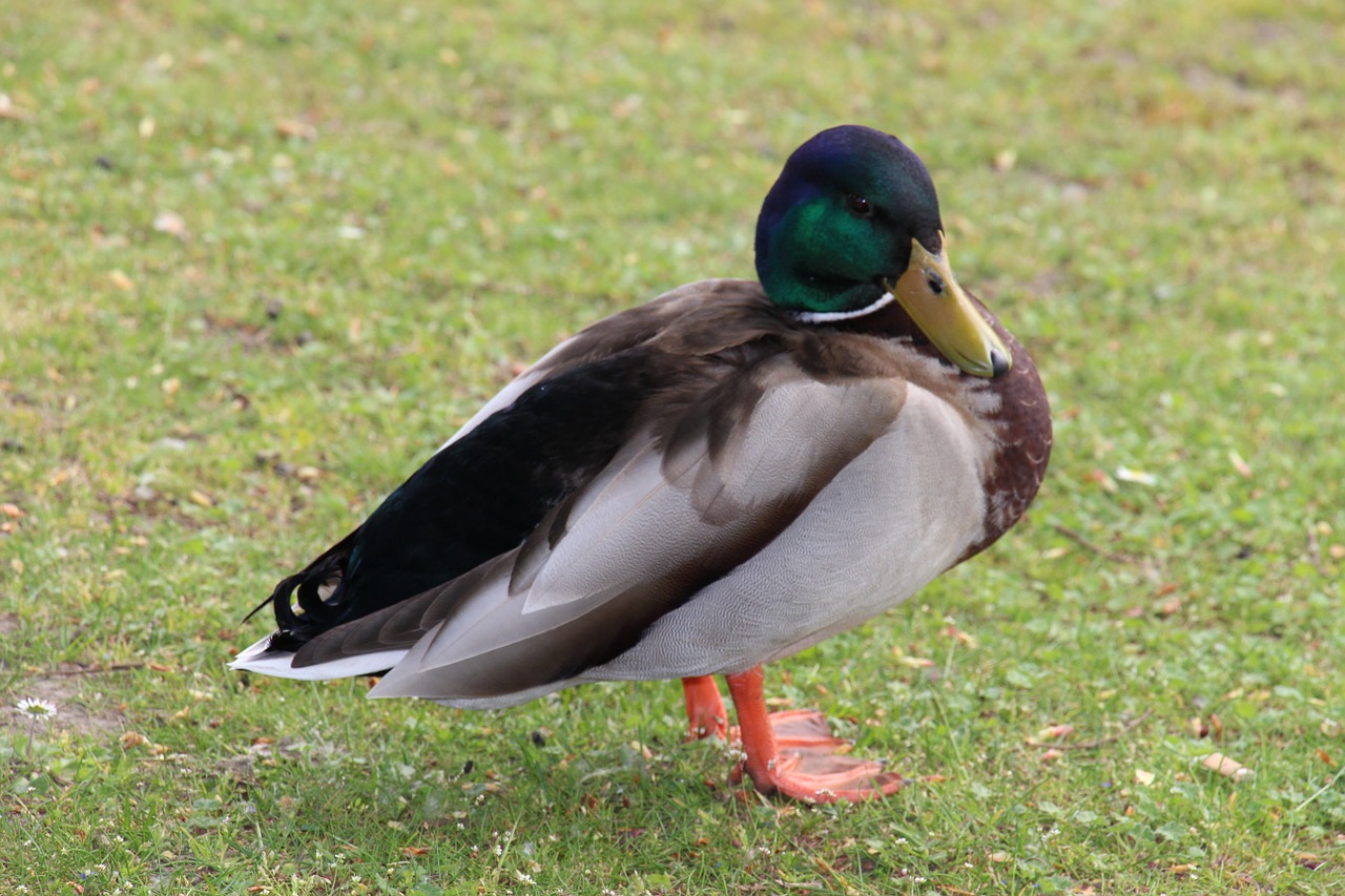 duck water bird free photo