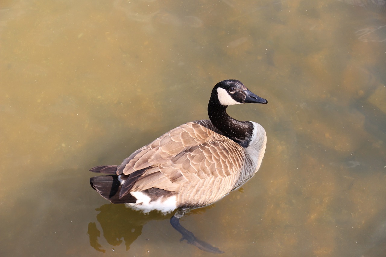 duck large bird free photo