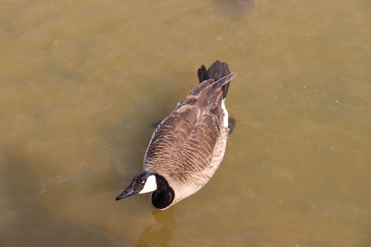 duck large bird free photo