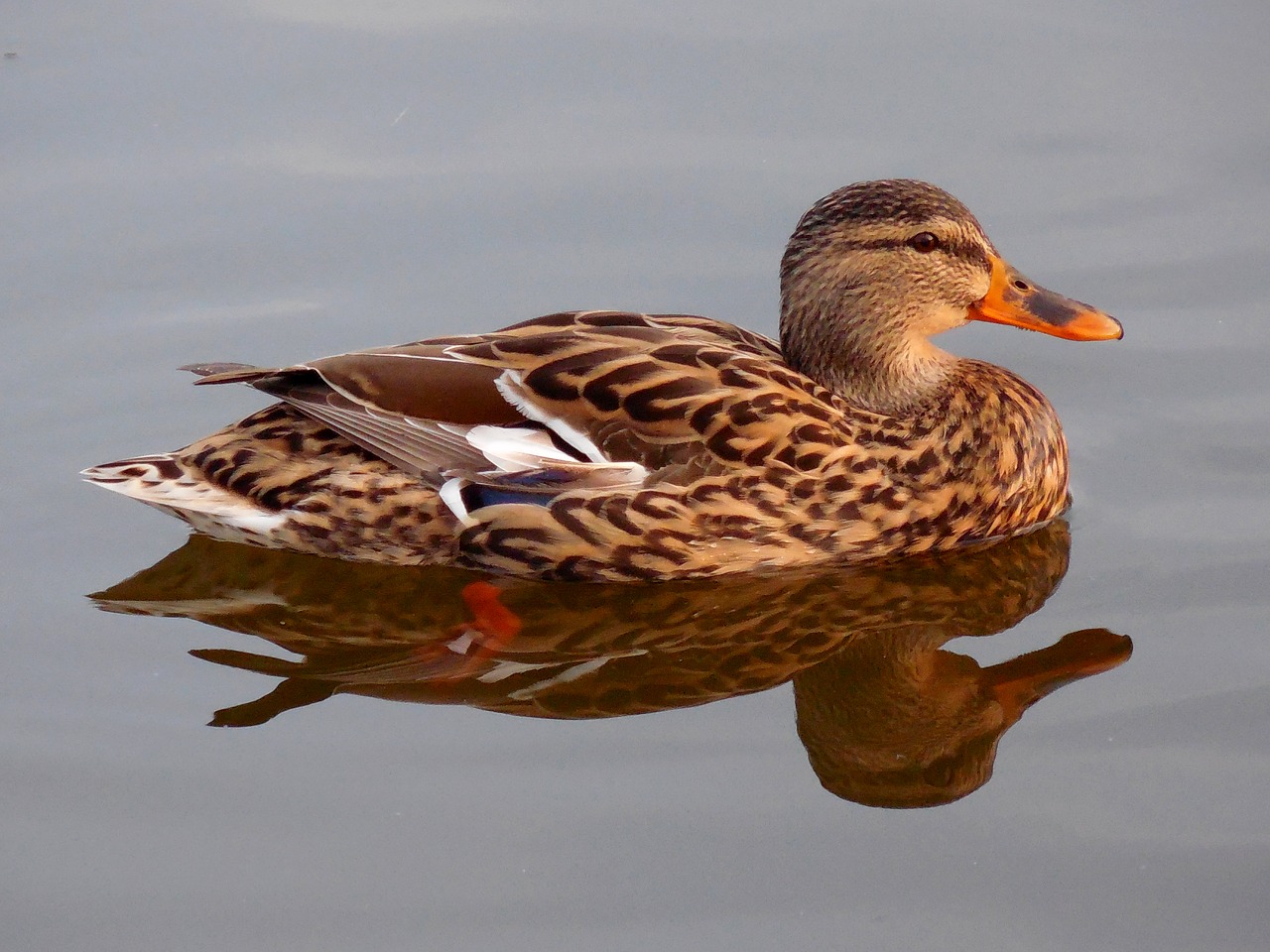 duck water pond free photo